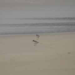 Charadrius rubricollis (Hooded Plover) at Ben Boyd National Park - 5 Oct 2020 by Liam.m