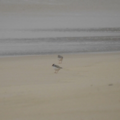 Charadrius rubricollis (Hooded Plover) at Eden, NSW - 5 Oct 2020 by Liam.m