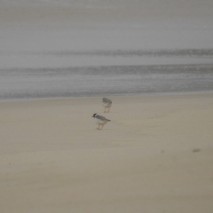 Charadrius rubricollis at suppressed - suppressed