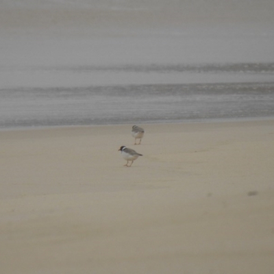 Charadrius rubricollis (Hooded Plover) at Ben Boyd National Park - 5 Oct 2020 by Liam.m