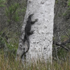 Varanus varius (Lace Monitor) at Pambula - 5 Oct 2020 by Liam.m