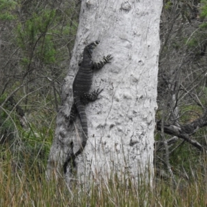 Varanus varius at Pambula Beach, NSW - 5 Oct 2020