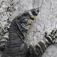 Varanus varius at Pambula Beach, NSW - 5 Oct 2020