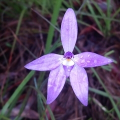 Glossodia major (Wax Lip Orchid) at Little Taylor Grasslands - 7 Oct 2020 by RosemaryRoth