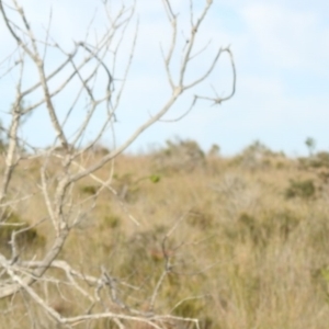 Pezoporus wallicus at Green Cape, NSW - suppressed