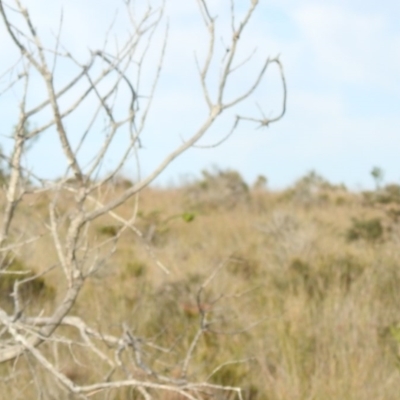 Pezoporus wallicus (Ground Parrot) at Ben Boyd National Park - 3 Oct 2020 by Liam.m