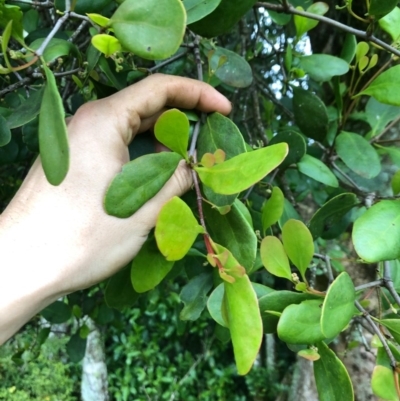 Muellerina celastroides at Wattamolla, NSW - 6 Oct 2020 by WattaWanderer