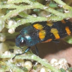 Unidentified Jewel beetle (Buprestidae) at Worrigee, NSW - 2 Oct 2020 by Harrisi