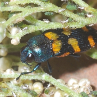 Castiarina livida (Jewel Beetle) at Worrigee, NSW - 3 Oct 2020 by Harrisi