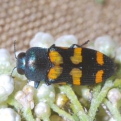 Castiarina livida at Worrigee, NSW - 3 Oct 2020