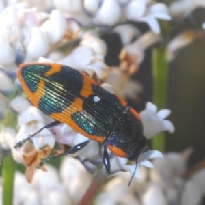 Castiarina subgrata at Tianjara, NSW - 3 Oct 2020