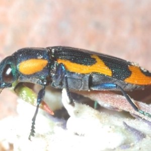 Castiarina subgrata at Tianjara, NSW - 3 Oct 2020