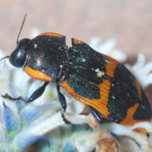 Castiarina subgrata at Tianjara, NSW - 3 Oct 2020