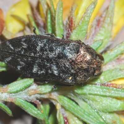 Ethonion reichei (A jewel beetle) at Jerrawangala National Park - 3 Oct 2020 by Harrisi