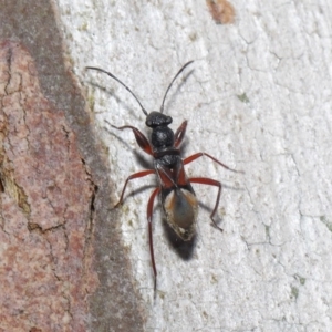 Daerlac cephalotes at Downer, ACT - 4 Oct 2020