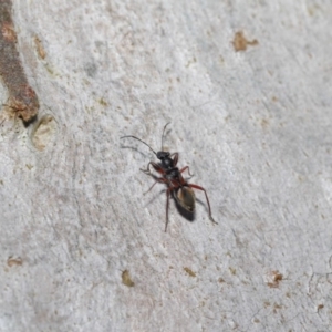 Daerlac cephalotes at Downer, ACT - 4 Oct 2020