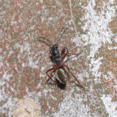 Daerlac cephalotes at Downer, ACT - 4 Oct 2020