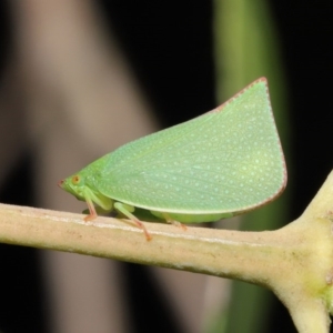 Siphanta acuta at Acton, ACT - 4 Oct 2020