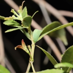 Siphanta acuta at Acton, ACT - 4 Oct 2020