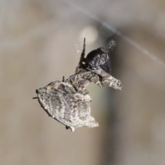 Philoponella congregabilis (Social house spider) at Downer, ACT - 4 Oct 2020 by TimL