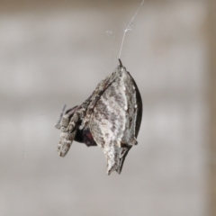 Philoponella congregabilis at Downer, ACT - 4 Oct 2020