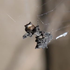 Philoponella congregabilis at Downer, ACT - 4 Oct 2020