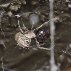 Philoponella congregabilis at Downer, ACT - 4 Oct 2020