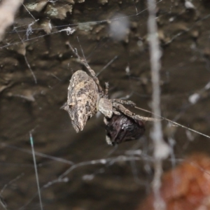 Philoponella congregabilis at Downer, ACT - 4 Oct 2020