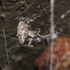 Philoponella congregabilis at Downer, ACT - 4 Oct 2020