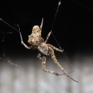 Philoponella congregabilis at Downer, ACT - 4 Oct 2020