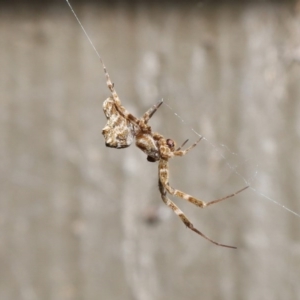 Philoponella congregabilis at Downer, ACT - 4 Oct 2020