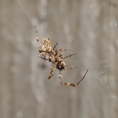 Philoponella congregabilis at Downer, ACT - 4 Oct 2020