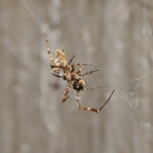 Philoponella congregabilis at Downer, ACT - 4 Oct 2020