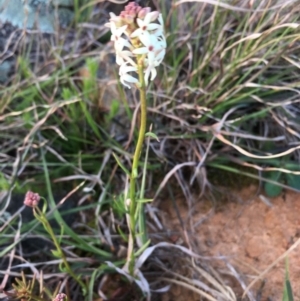 Stackhousia monogyna at Boro, NSW - 23 Sep 2020