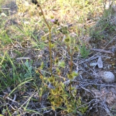 Drosera (genus) (A Sundew) at Lower Boro, NSW - 1 Oct 2020 by mcleana