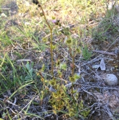 Drosera sp. (A Sundew) at Lower Boro, NSW - 1 Oct 2020 by mcleana