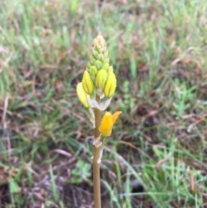 Bulbine sp. at Boro, NSW - 7 Oct 2020