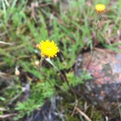 Leptorhynchos squamatus (Scaly Buttons) at Boro, NSW - 7 Oct 2020 by mcleana