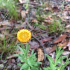 Coronidium scorpioides (Button Everlasting) at Lower Boro, NSW - 7 Oct 2020 by mcleana