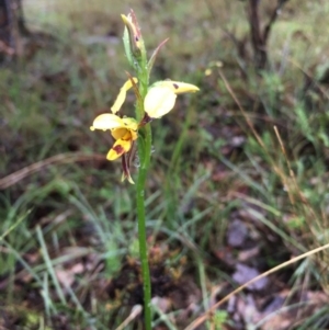 Diuris sulphurea at Lower Boro, NSW - 7 Oct 2020