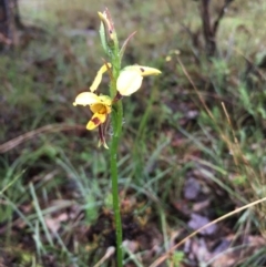 Diuris sulphurea (Tiger Orchid) at Lower Boro, NSW - 7 Oct 2020 by mcleana