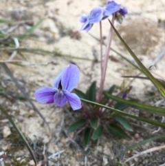 Viola betonicifolia (Mountain Violet) at Boro, NSW - 1 Oct 2020 by mcleana