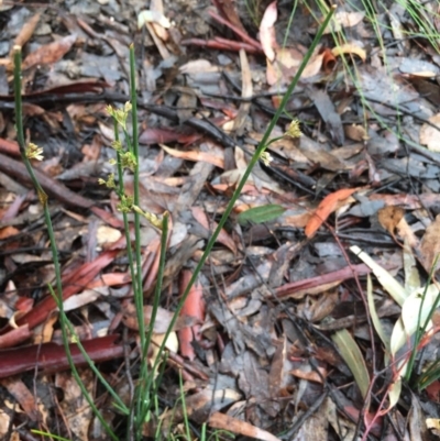 Juncus (genus) (A Rush) at Lower Boro, NSW - 7 Oct 2020 by mcleana