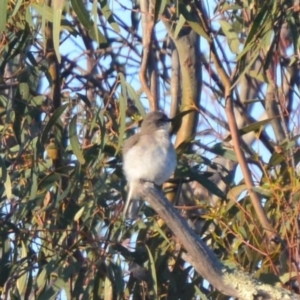 Microeca fascinans at Lower Boro, NSW - 5 Oct 2020