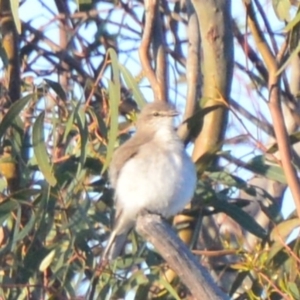 Microeca fascinans at Lower Boro, NSW - 5 Oct 2020