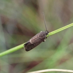 Leistomorpha brontoscopa at Cook, ACT - 7 Oct 2020 01:42 PM