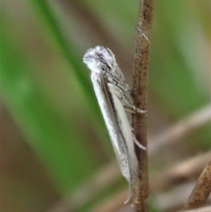 Thereutis chionozyga at Cook, ACT - 7 Oct 2020