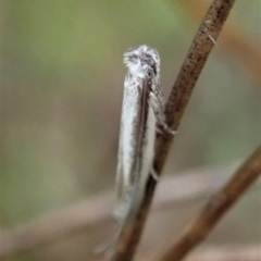 Thereutis chionozyga at Cook, ACT - 7 Oct 2020