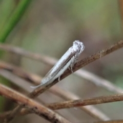 Thereutis chionozyga at Cook, ACT - 7 Oct 2020