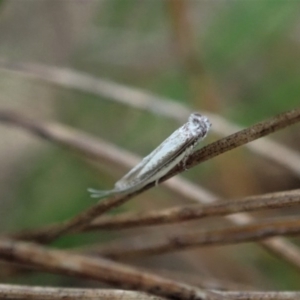 Thereutis chionozyga at Cook, ACT - 7 Oct 2020